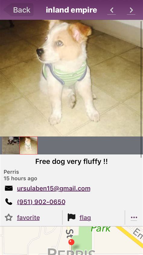 Chihuahua for re-home · Cincinnati · 12/16 pic. . Craigslist free pets near me